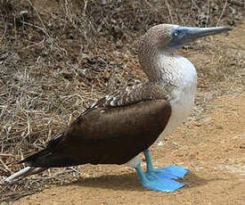 Fou à pieds bleus