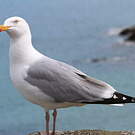 Goéland argenté