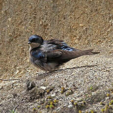 Hirondelle à ventre brun