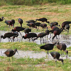 Ibis falcinelle