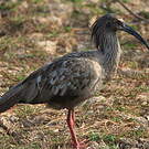Ibis plombé