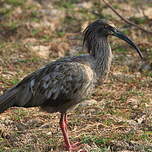 Ibis plombé