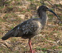 Ibis plombé