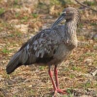 Ibis plombé