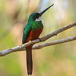 Jacamar à queue rousse