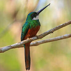 Jacamar à queue rousse