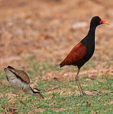 Jacana noir