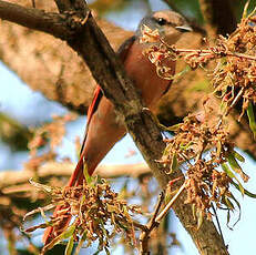 Minivet rose