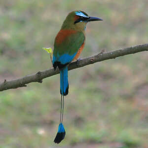 Motmot à sourcils bleus