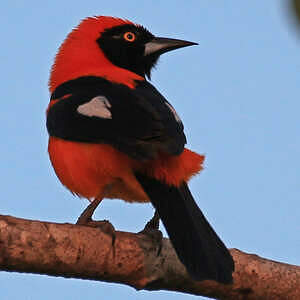 Oriole à dos orange