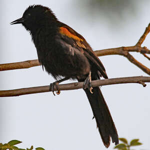 Oriole à galons