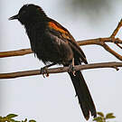 Oriole variable