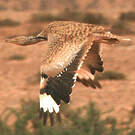 Outarde houbara
