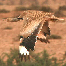 Outarde houbara