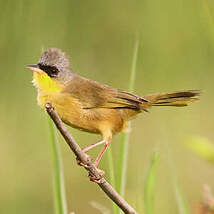 Paruline à calotte grise