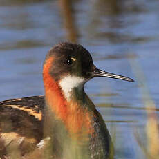 Phalarope à bec étroit