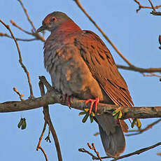 Pigeon rousset