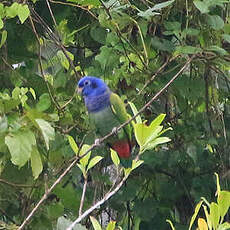 Pione à tête bleue