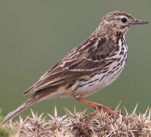 Pipit farlouse