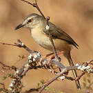Prinia modeste