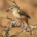 Prinia modeste
