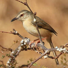 Prinia modeste