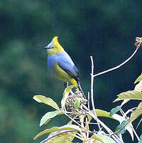 Ptilogon à longue queue