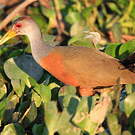 Râle de Cayenne