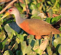 Râle de Cayenne