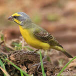 Serin du Mozambique