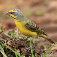 Serin du Mozambique