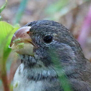 Parrot-billed Seedeater