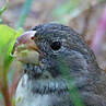 Parrot-billed Seedeater