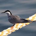 White-cheeked Tern