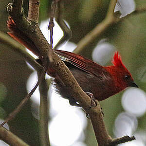 Tangara à crête rouge