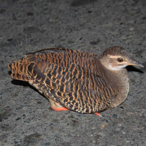 Tinamou à grands sourcils