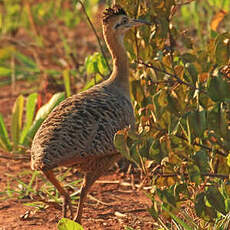 Tinamou isabelle