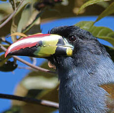 Toucan bleu