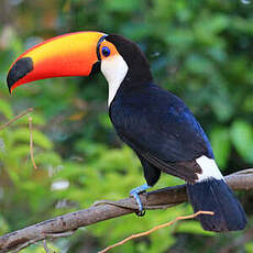 Toucan toco