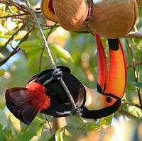 Toucan toco