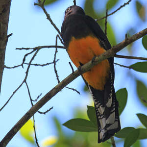 Trogon d'Amazonie