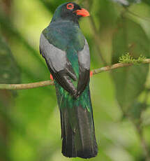 Trogon de Masséna