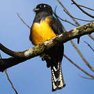 Trogon pattu