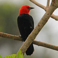 Troupiale à tête rouge