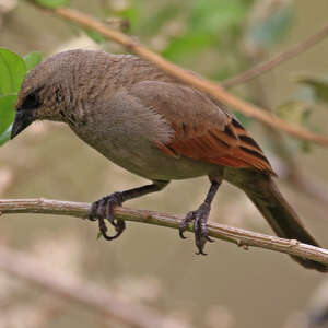 Vacher à ailes baies