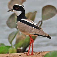 Vanneau de Cayenne