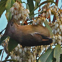 Yuhina à gorge striée