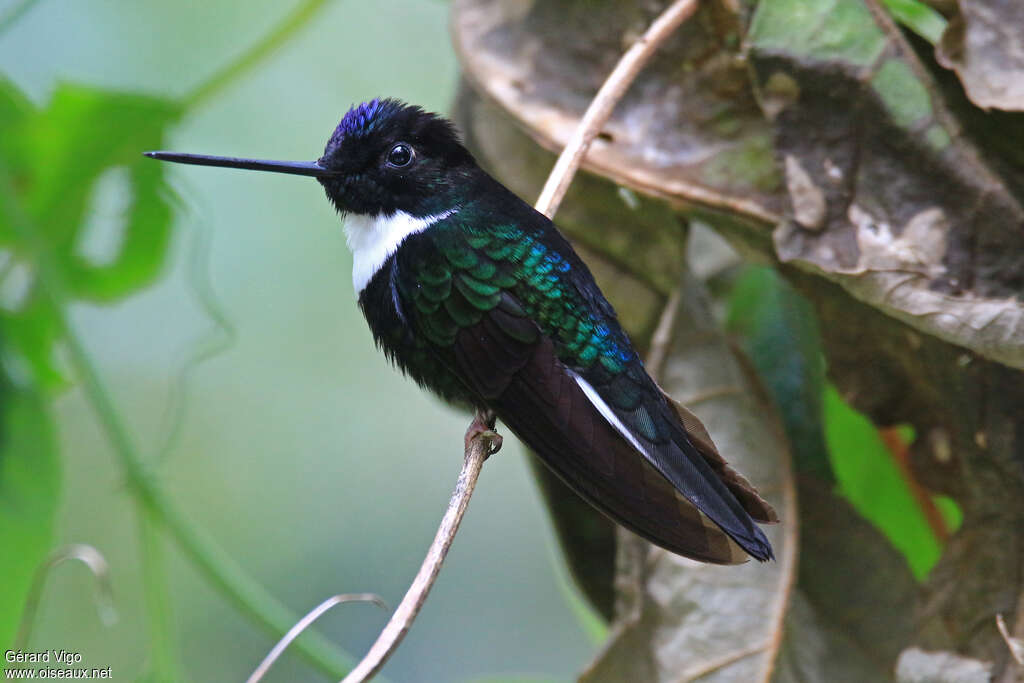 Inca à collier mâle adulte nuptial, identification