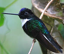 Collared Inca