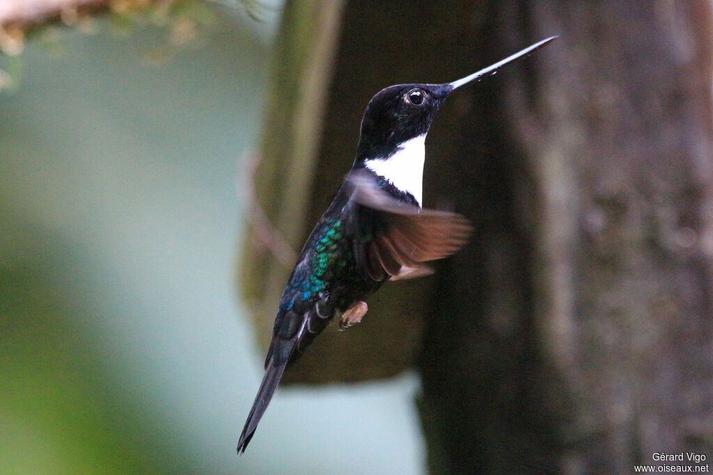 Collared Inca male adult breeding